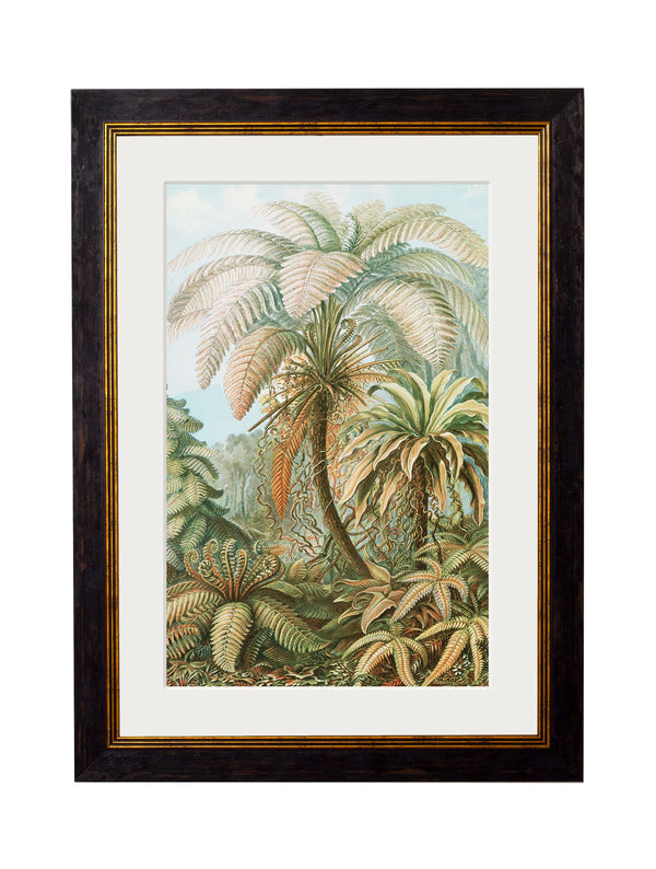 C.1904 Study of Ferns Framed Print by T A Interiors