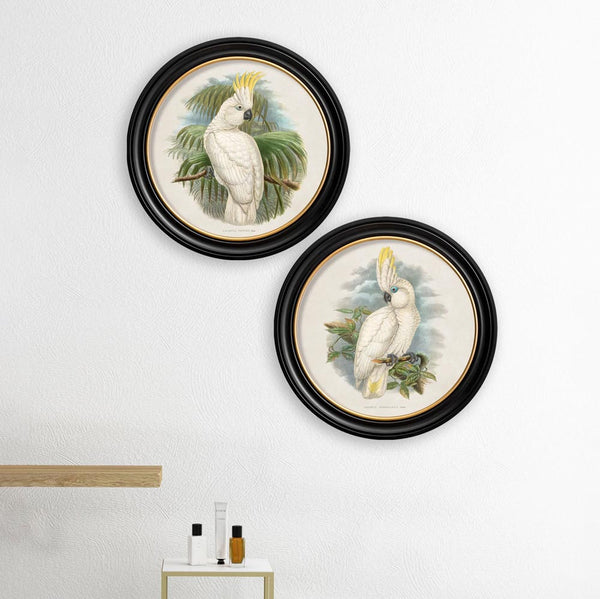 C.1875 Cockatoos in Round Frames by T A Interiors