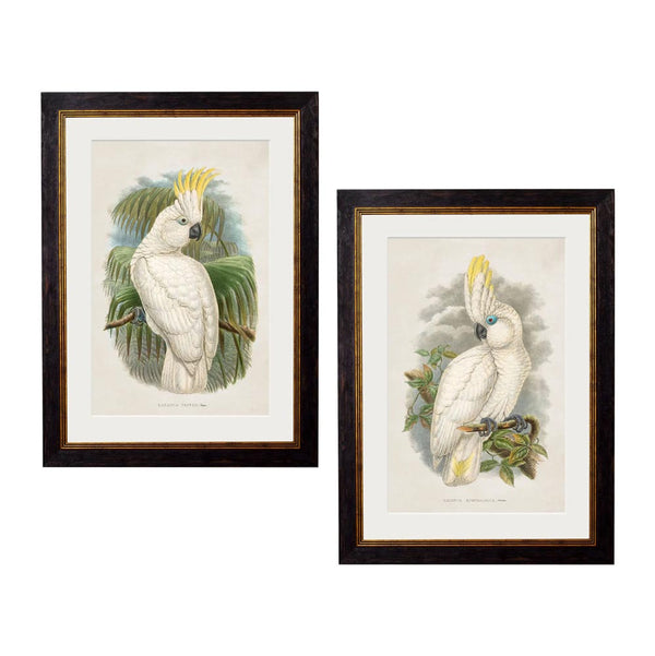 C.1875 Cockatoos Framed Prints by T A Interiors