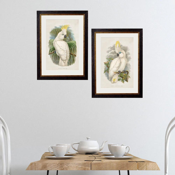 C.1875 Cockatoos Framed Prints by T A Interiors