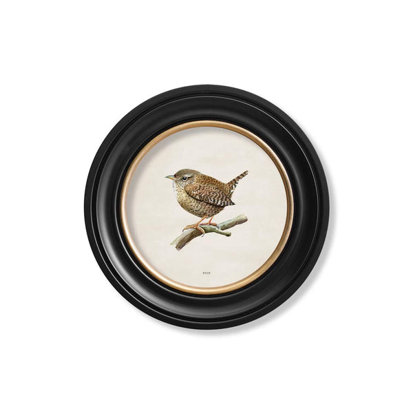 Wren in Round Frame Print by T A Interiors