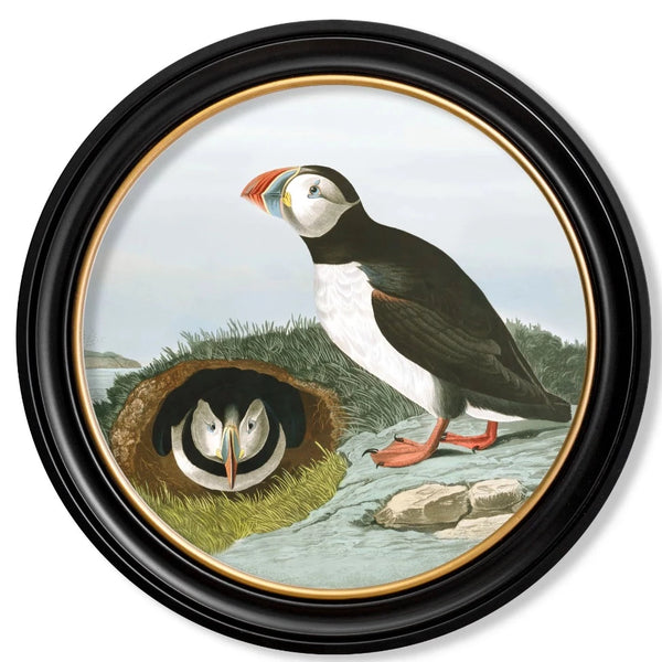 c.1838 Audubon's Puffin - Round Frame by T A Interiors