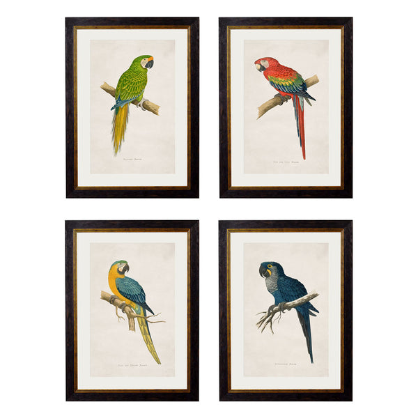 C.1884 Macaws Framed Prints by T A Interiors