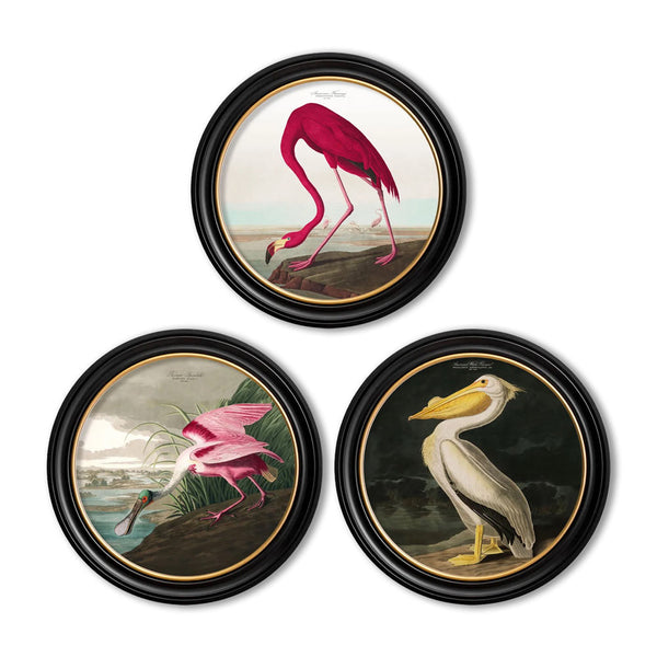 C.1838 Audubon's Birds of America Round Framed Prints by T A Interiors