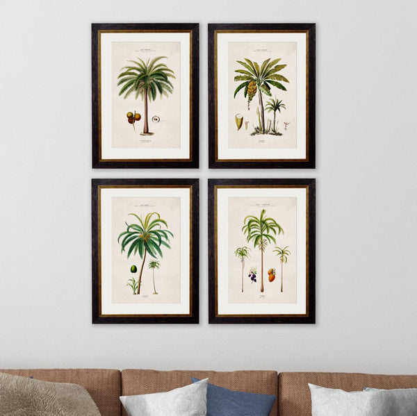 C.1843 South American Palm Trees Framed Prints by T A Interiors