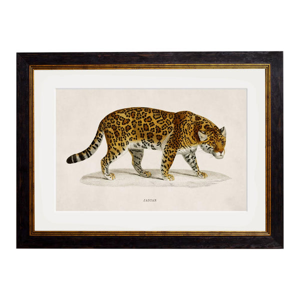 C.1836 Jaguar Framed Print by T A Interiors