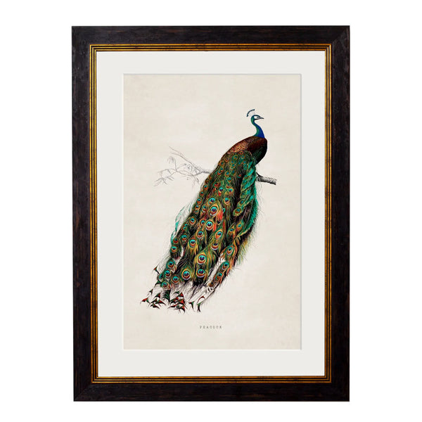 C.1847 Peacock Framed Print by T A Interiors
