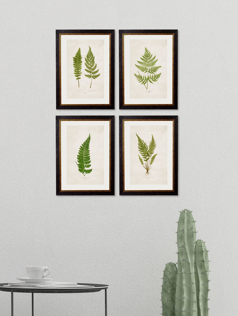 C.1864 Collection of British Ferns Framed Prints British Made C.1864 Collection of British Ferns Framed Prints by T A Interiors