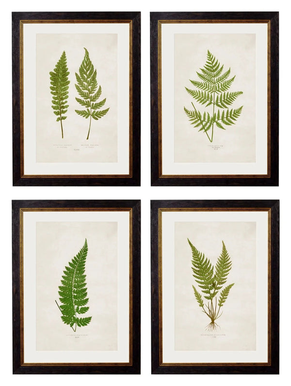 C.1864 Collection of British Ferns Framed Prints by T A Interiors