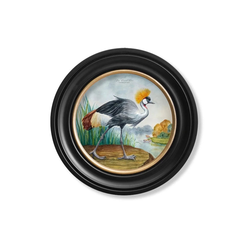 C.1838 Audubon Style Cranes in Round Frames British Made C.1838 Audubon Style Cranes in Round Frames by T A Interiors