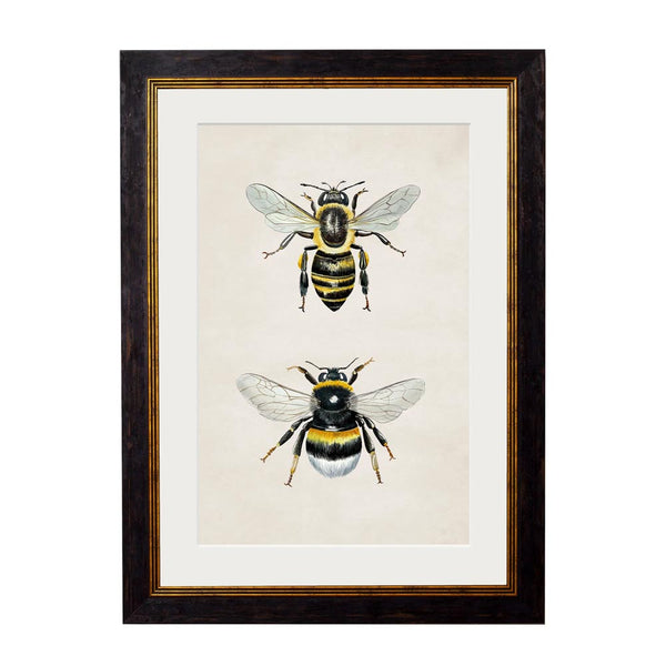 Honey & Bumble Bee Framed Print by T A Interiors