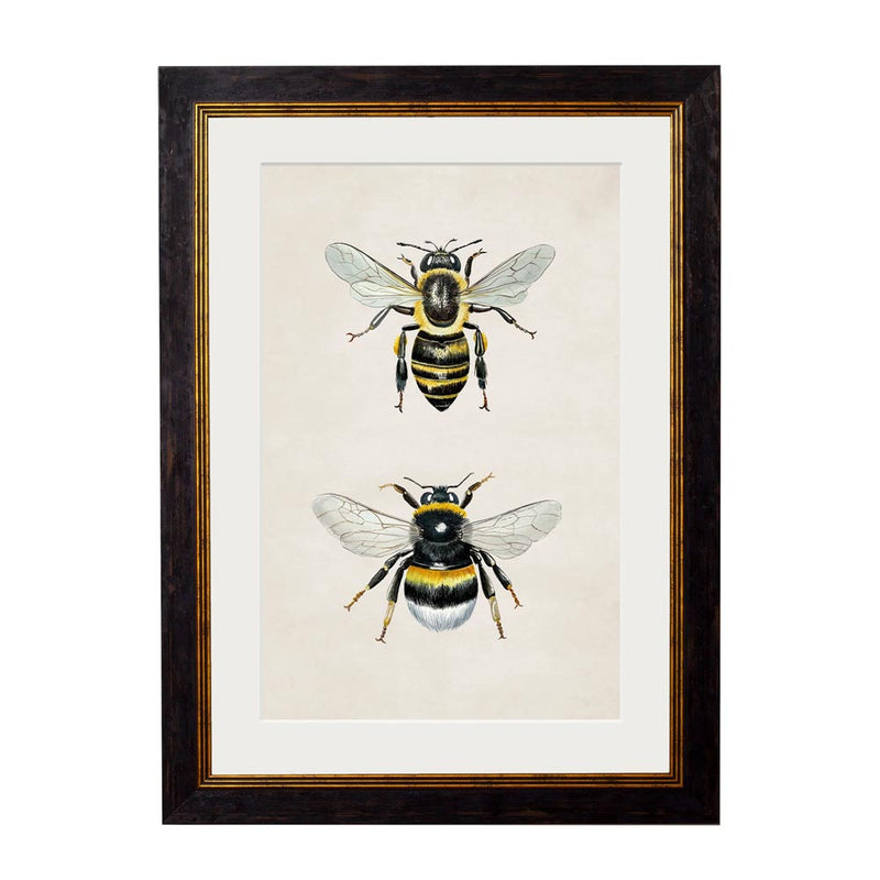 Honey & Bumble Bee Framed Print British Made Honey & Bumble Bee Framed Print by T A Interiors