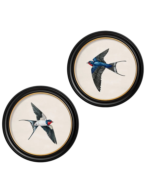 c.1875 Swallows Round Frame Prints by T A Interiors