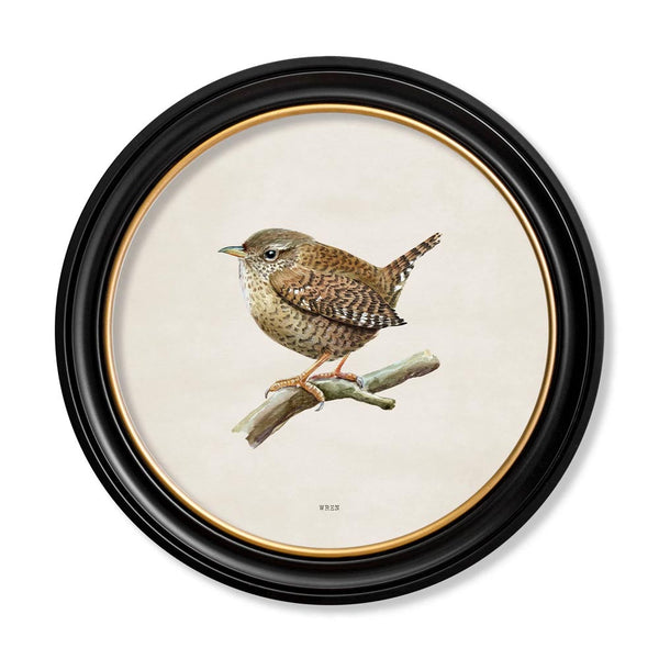 Wren in Round Frame Print by T A Interiors
