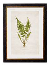 C.1864 Collection of British Ferns Framed Prints British Made C.1864 Collection of British Ferns Framed Prints by T A Interiors