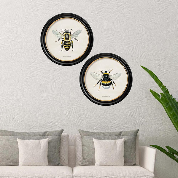 British Bees Round Framed Prints by T A Interiors