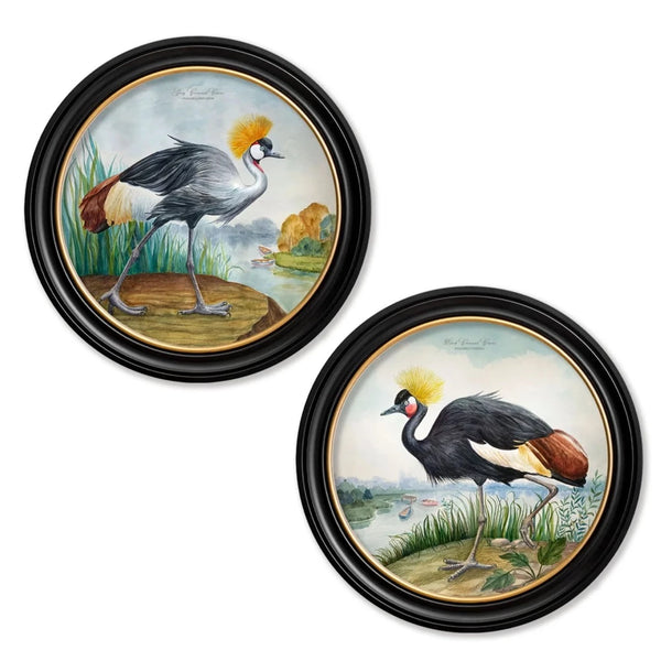 C.1838 Audubon Style Cranes in Round Frames by T A Interiors