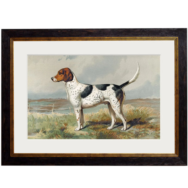 C.1881 Working Gun Dogs Framed Prints by T A Interiors