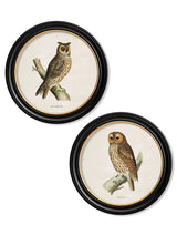 c.1870 British Owls Prints in Round Frames British Made c.1870 British Owls Prints in Round Frames by T A Interiors