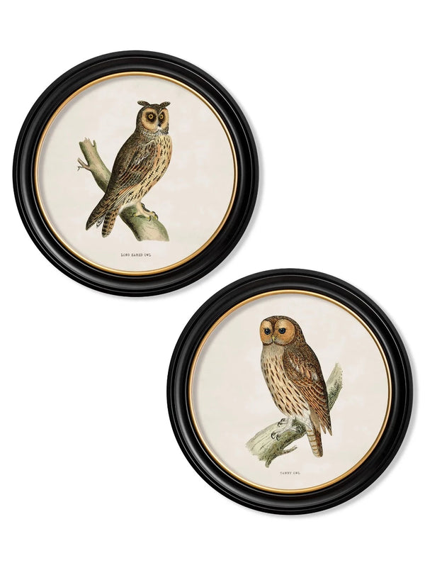 c.1870 British Owls Prints in Round Frames by T A Interiors