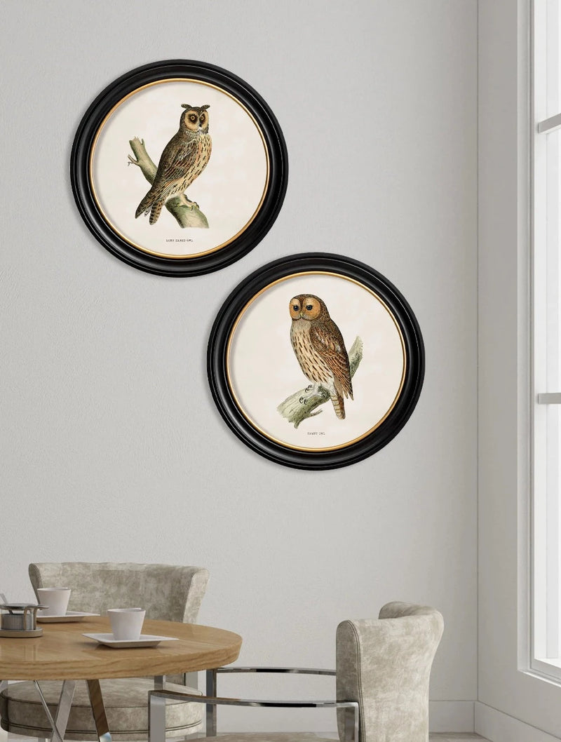 c.1870 British Owls Prints in Round Frames British Made c.1870 British Owls Prints in Round Frames by T A Interiors
