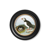 c.1838 Audubon's Puffin - Round Frame British Made c.1838 Audubon's Puffin - Round Frame by T A Interiors