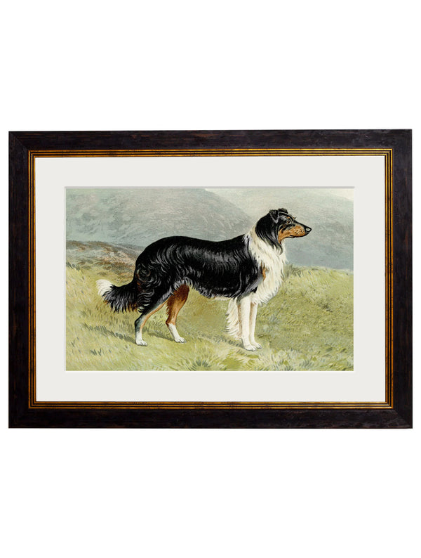 C.1881 Working Dogs Framed Prints by T A Interiors