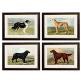 C.1881 Working Dogs Framed Prints British Made C.1881 Working Dogs Framed Prints by T A Interiors