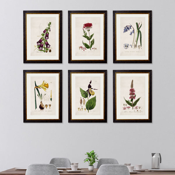 C.1837 British Flowering Plants Framed Prints by T A Interiors