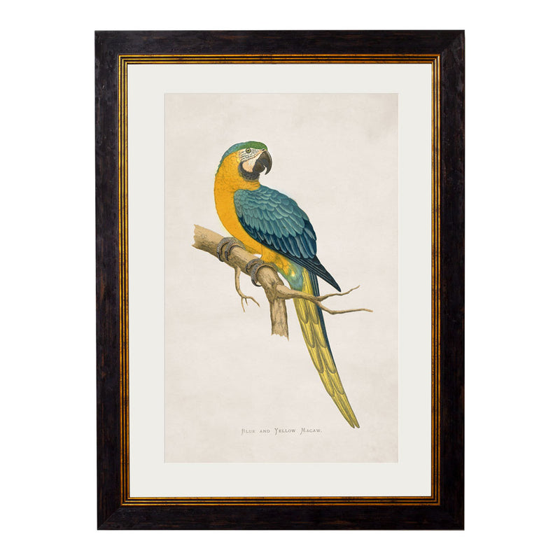 C.1884 Macaws Framed Prints British Made C.1884 Macaws Framed Prints by T A Interiors