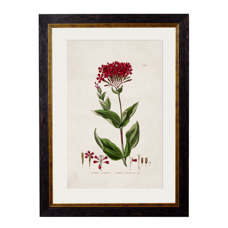 C.1837 British Flowering Plants Framed Prints British Made C.1837 British Flowering Plants Framed Prints by T A Interiors