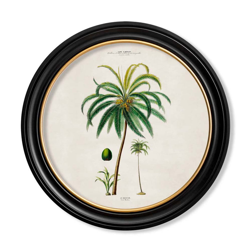C.1843 South American Palm Trees Round Framed Prints British Made C.1843 South American Palm Trees Round Framed Prints by T A Interiors