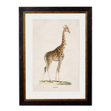 C.1836 Giraffe Framed Print British Made C.1836 Giraffe Framed Print by T A Interiors