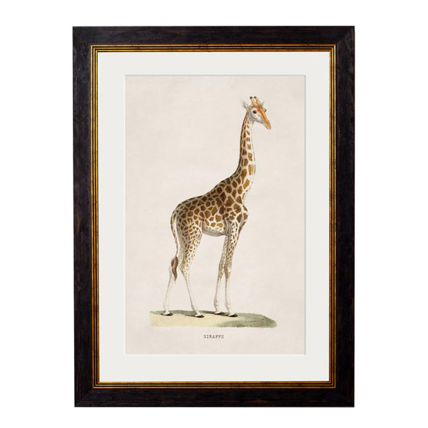 C.1836 Giraffe Framed Print by T A Interiors