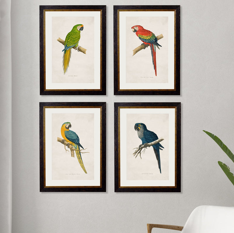 C.1884 Macaws Framed Prints British Made C.1884 Macaws Framed Prints by T A Interiors