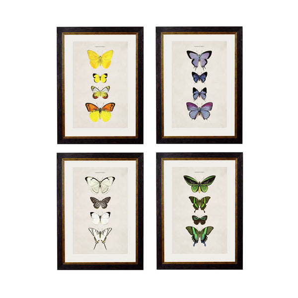 C.1835 Butterflies Framed Prints by T A Interiors