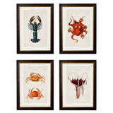 C.1876 Marine Animals Framed Prints British Made C.1876 Marine Animals Framed Prints by T A Interiors