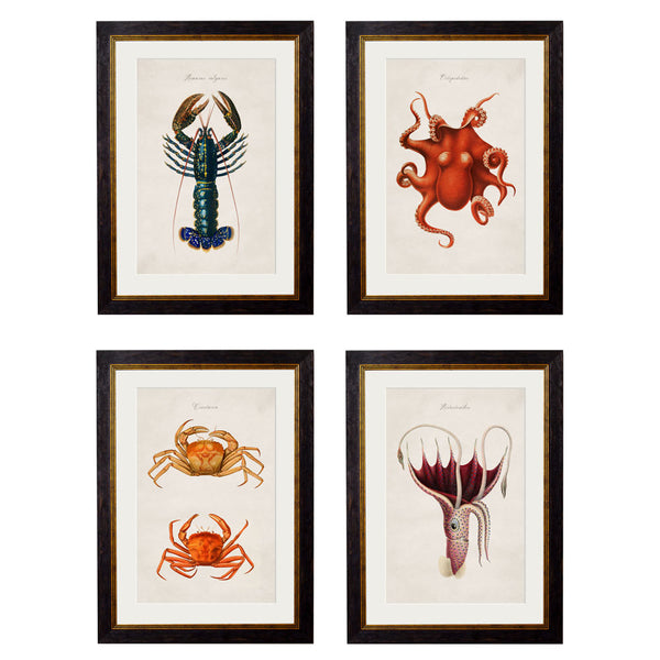 C.1876 Marine Animals Framed Prints by T A Interiors