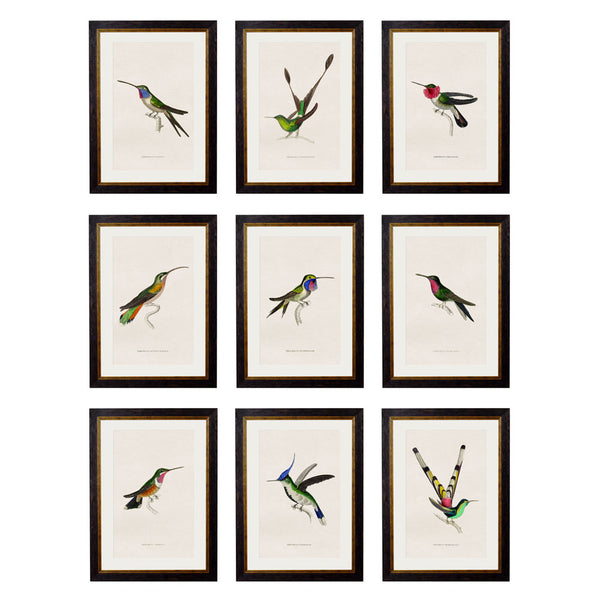 C.1833 Hummingbirds Framed Prints by T A Interiors