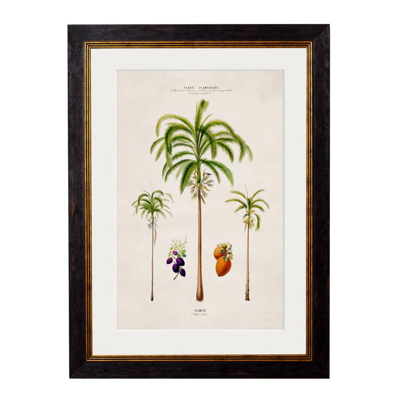 C.1843 South American Palm Trees Framed Prints British Made C.1843 South American Palm Trees Framed Prints by T A Interiors