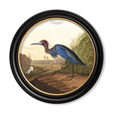 C.1838 Audubon's Herons Round Framed Prints British Made C.1838 Audubon's Herons Round Framed Prints by T A Interiors