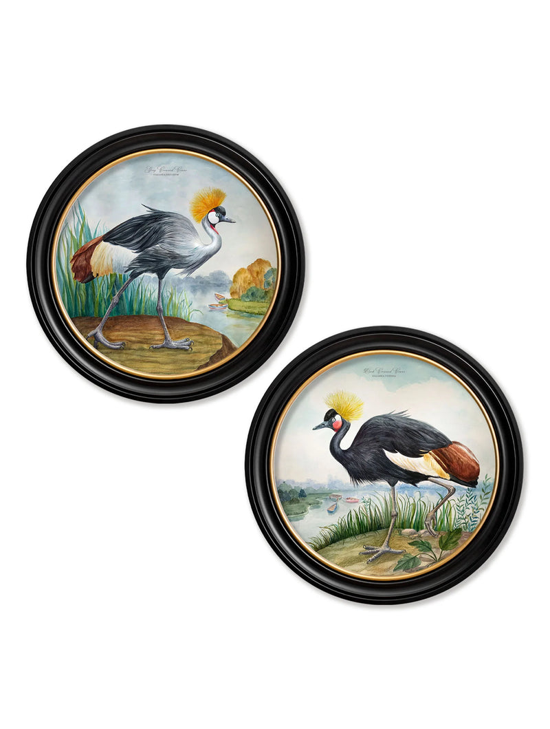 C.1838 Audubon Style Cranes in Round Frames British Made C.1838 Audubon Style Cranes in Round Frames by T A Interiors