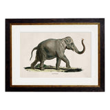 C.1846 Elephants Framed Prints British Made C.1846 Elephants Framed Prints by T A Interiors