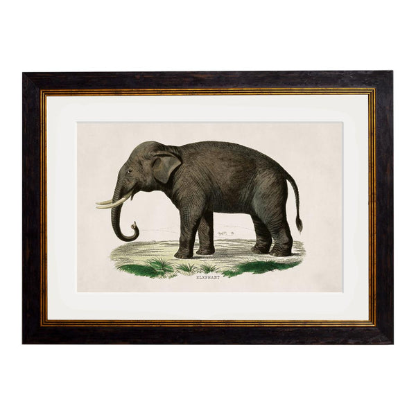 C.1846 Elephants Framed Prints by T A Interiors