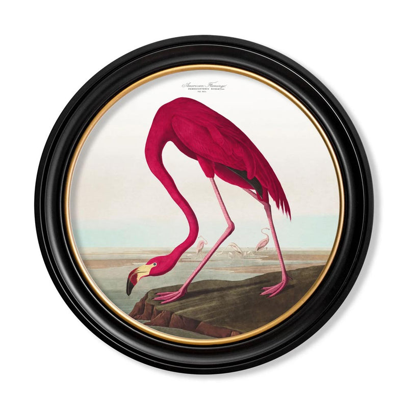 C.1838 Audubon's Birds of America Round Framed Prints British Made C.1838 Audubon's Birds of America Round Framed Prints by T A Interiors