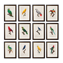 C.1800's Parrots Framed Prints British Made C.1800's Parrots Framed Prints by T A Interiors