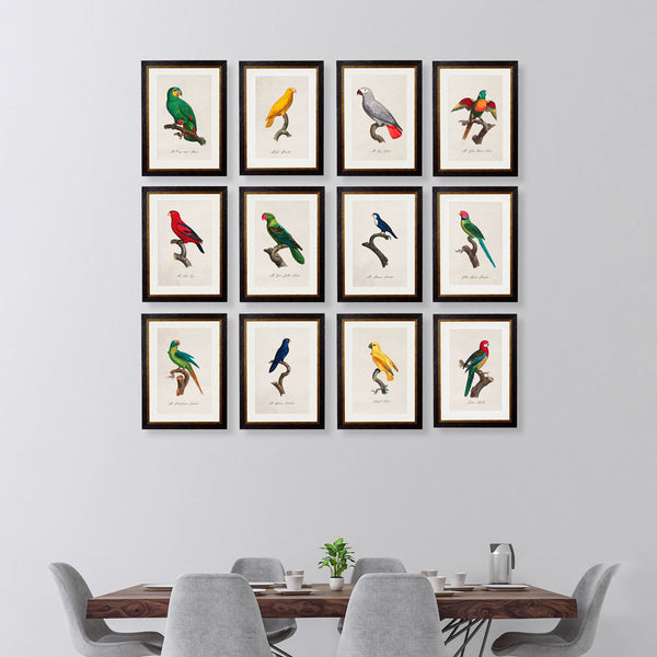 C.1800's Parrots Framed Prints by T A Interiors