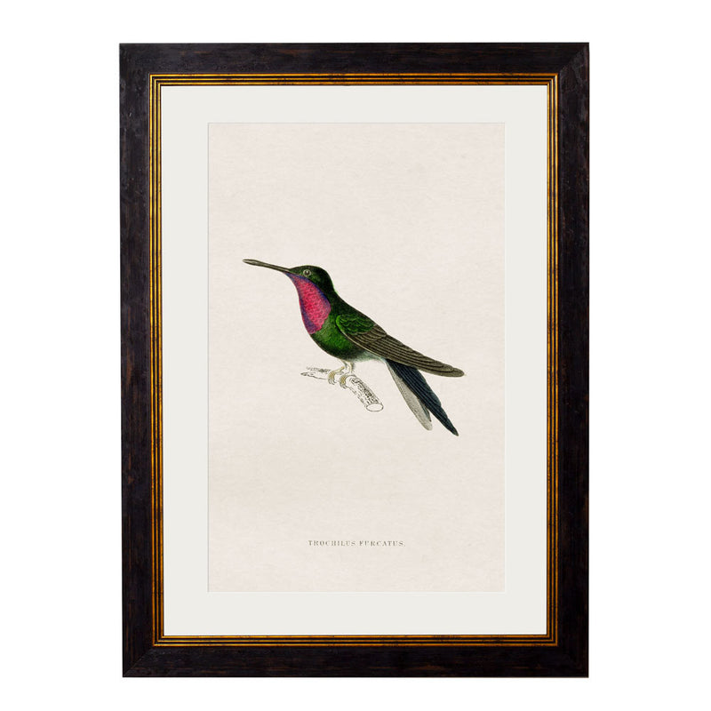 C.1833 Hummingbirds Framed Prints British Made C.1833 Hummingbirds Framed Prints by T A Interiors