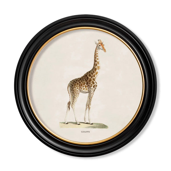C.1836 Giraffe Round Framed Print by T A Interiors