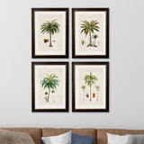 C.1843 South American Palm Trees Framed Prints British Made C.1843 South American Palm Trees Framed Prints by T A Interiors